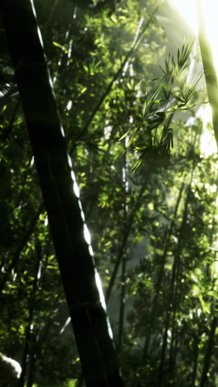 Luce del sole che filtra tra le foglie di bambù in una foresta di giorno