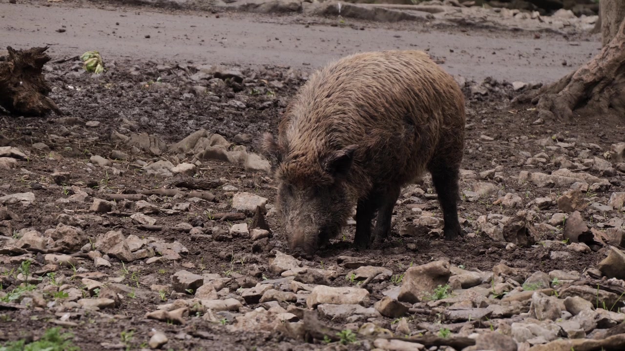 Un cinghiale con folte setole che grufola nel terreno fangoso e sassoso in cerca di cibo