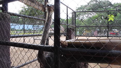 Gefangener-Strauß-Im-Zoo,-Der-Am-Zaun-Pickt