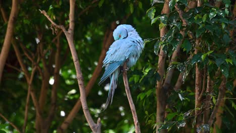 Blauer-Indischer-Halsbandsittich,-Psittacula-Krameri-Manillensis