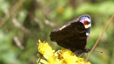 Beautiful-copper-butterfly-takes-off-from-bright-yellow-flower-on-summers-day