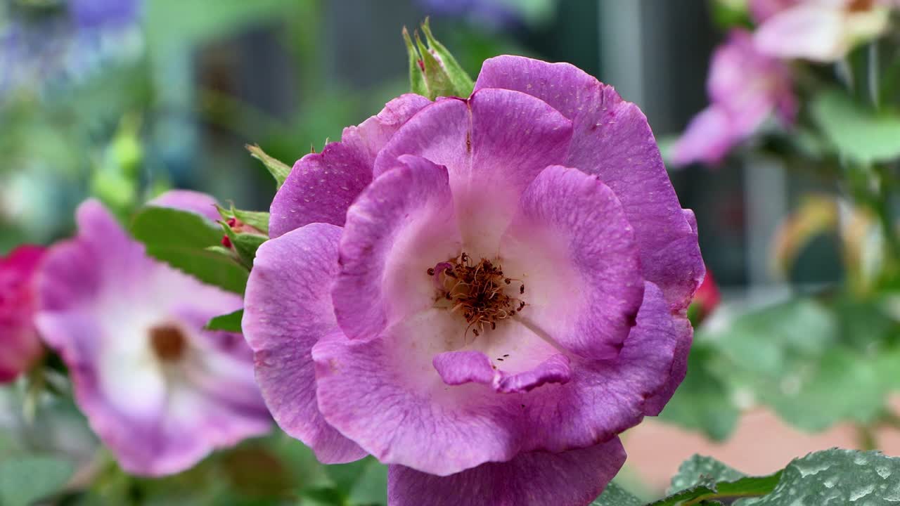 요코하마의 아름다운 풍경