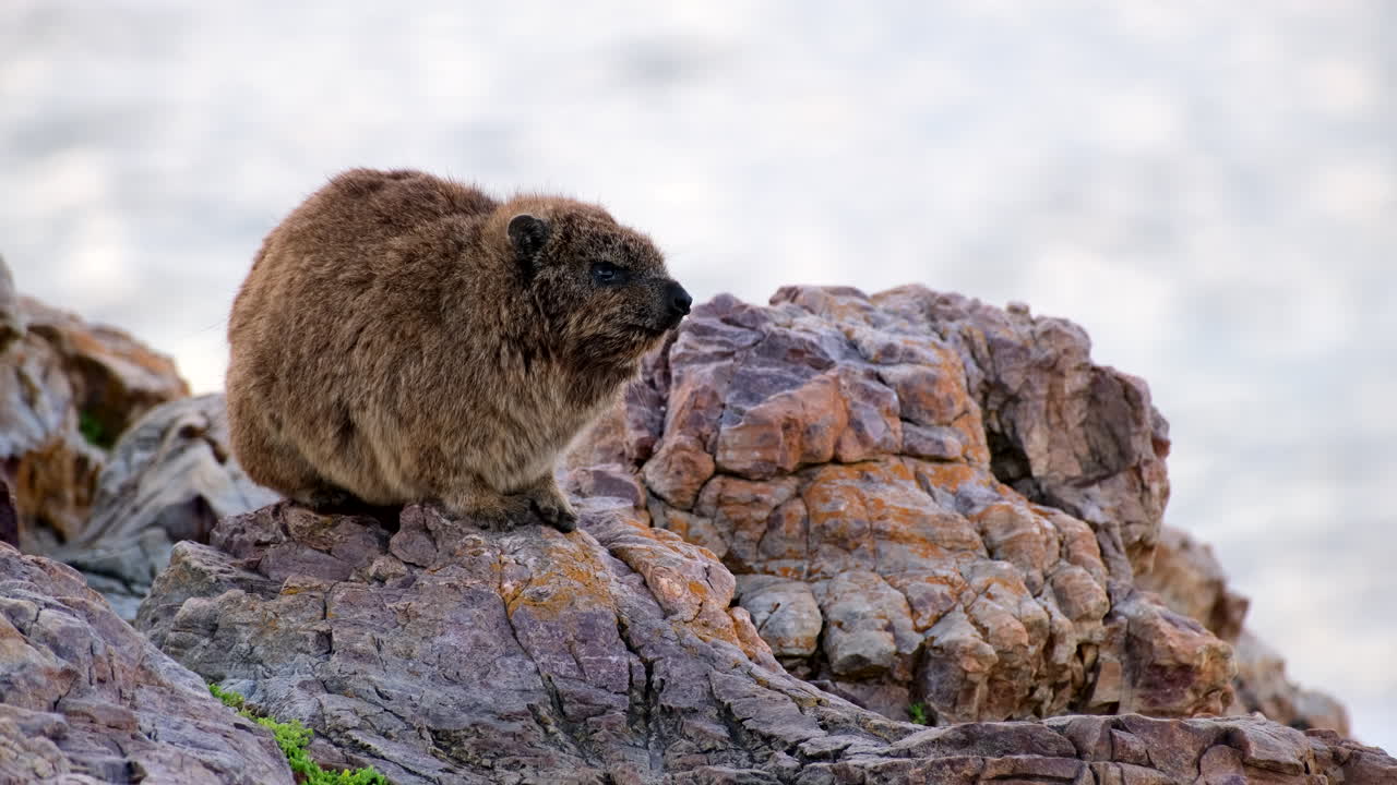 Grumpy dassie (rock hyrax) on coastal rocks in Hermanus waits for warm sun rays
