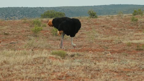 ostrich grazing and walking in african nature reserve