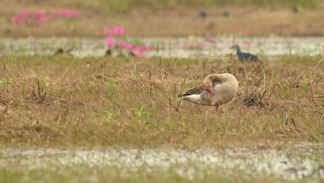 Greylag-Goose,-Anser-anser,-Bueng-Boraphet,-Nakhon-Sawan,-Thailand