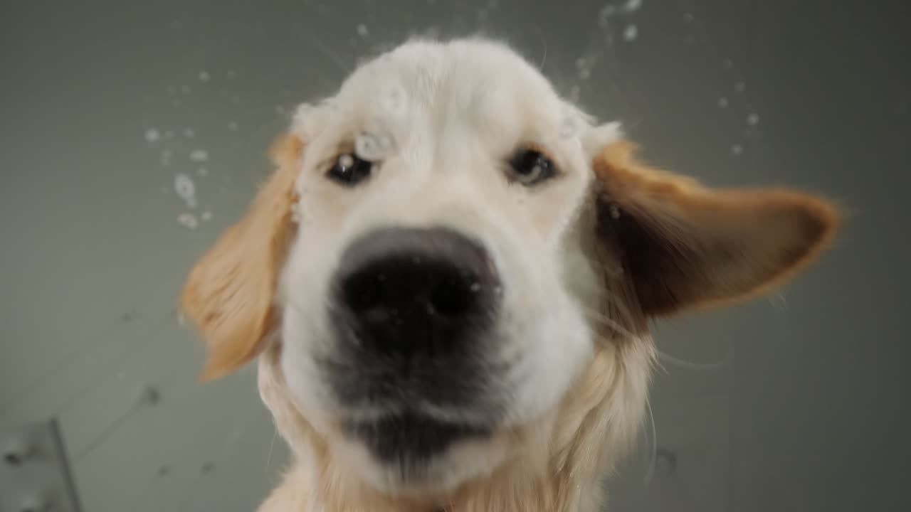 agua potable para golden retriever