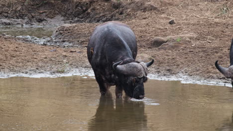 Sub-Saharan-African-Bovine