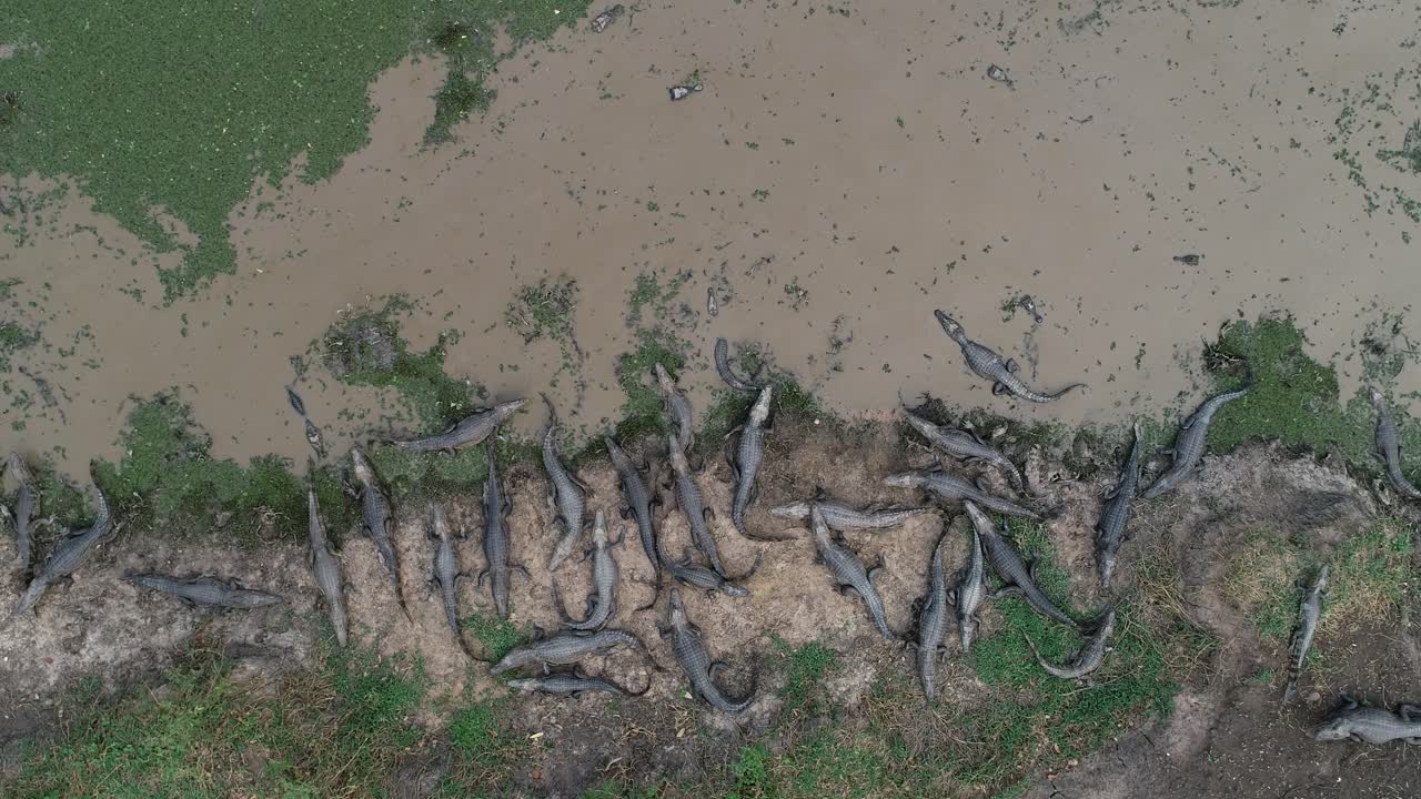 se abre una multitud de caimanes en el borde del lago en pantanal y revelan mucho más