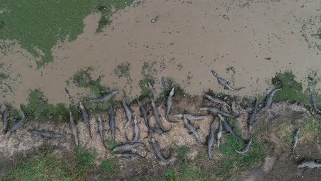 crowd of caimans at lake edge in pantanal aerial shot opens and reveal much more