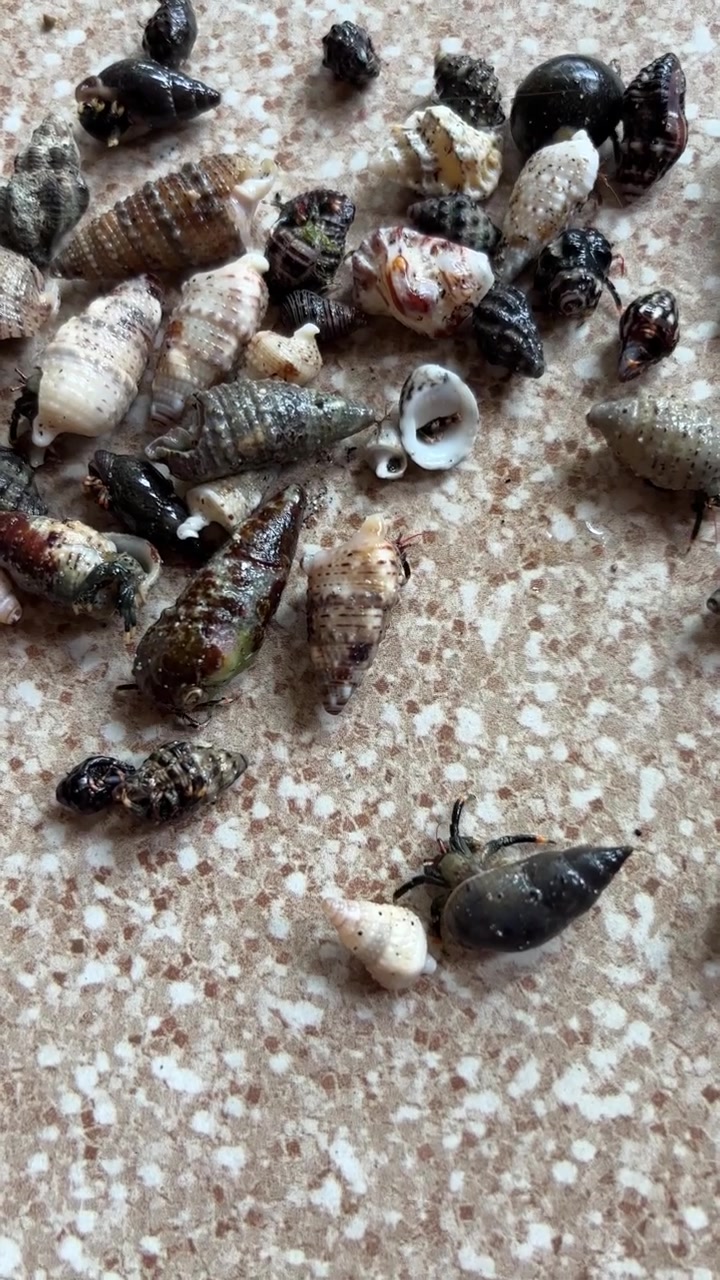 Close-Up of Small Hermit Crabs and Sea Snails Moving on a Speckled Surface