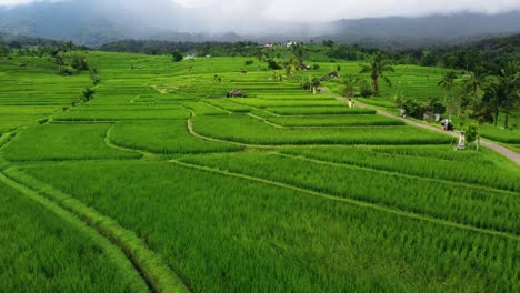 Aerial-view-of-the-Jatiluwih-terraces-ricefield-at-sunrise