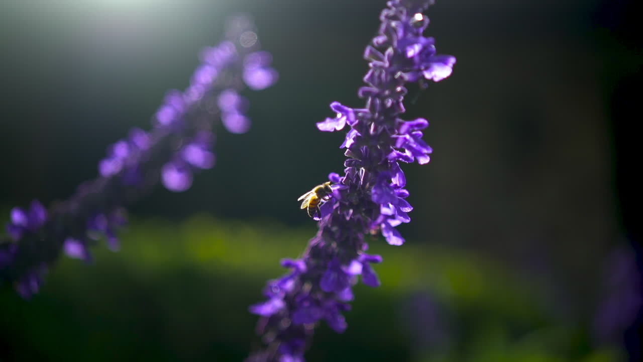 пчела собирает пыльцу из цвета