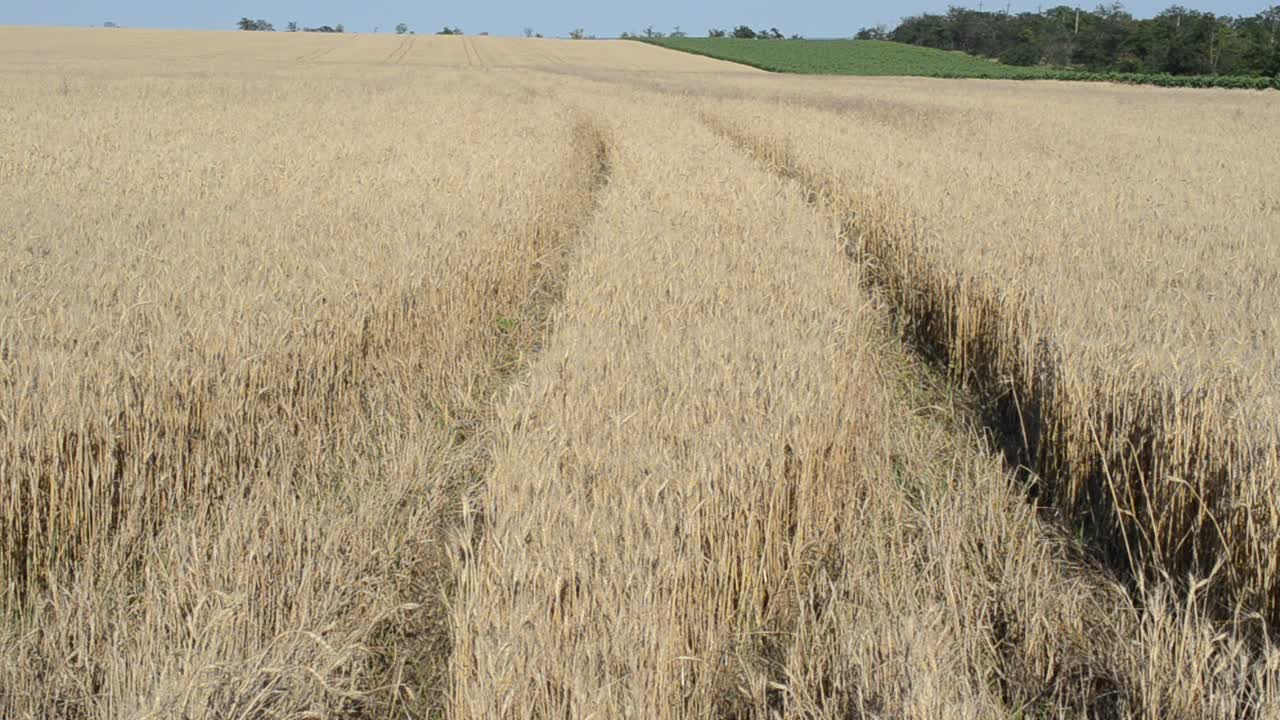 Champ de blé, route. L'été au village, le blé