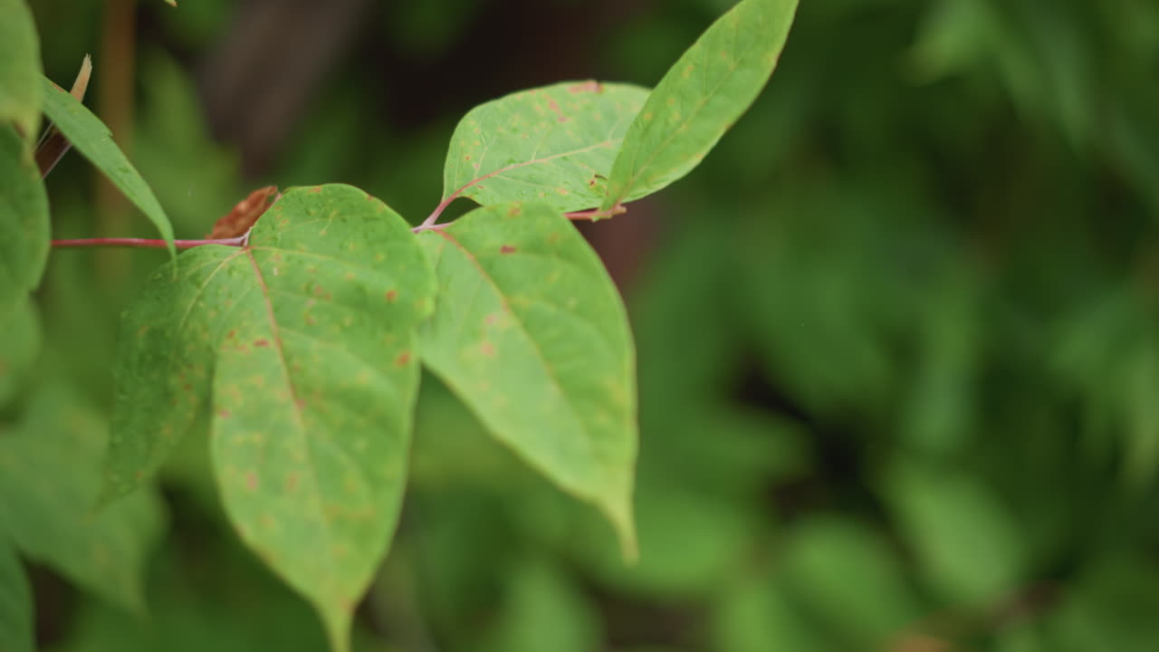 Elle interagit tendrement avec le feuillage humide des plantes, saisissant doucement la verdure avec des mains délicates et attentionnées. La femme exprime une tendre affection en touchant délicatement le feuillage luxuriant et mouillé.