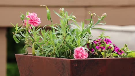 plantación cuadrada con mini geranios rosados