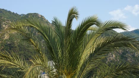 large leaves of the palm in marmaris