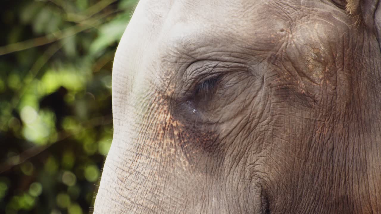 primer plano de la cabeza y los ojos del viejo elefante de sumatra, cámara lenta