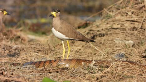 Yellow-wattled-Lapwing-and-rat-snake-