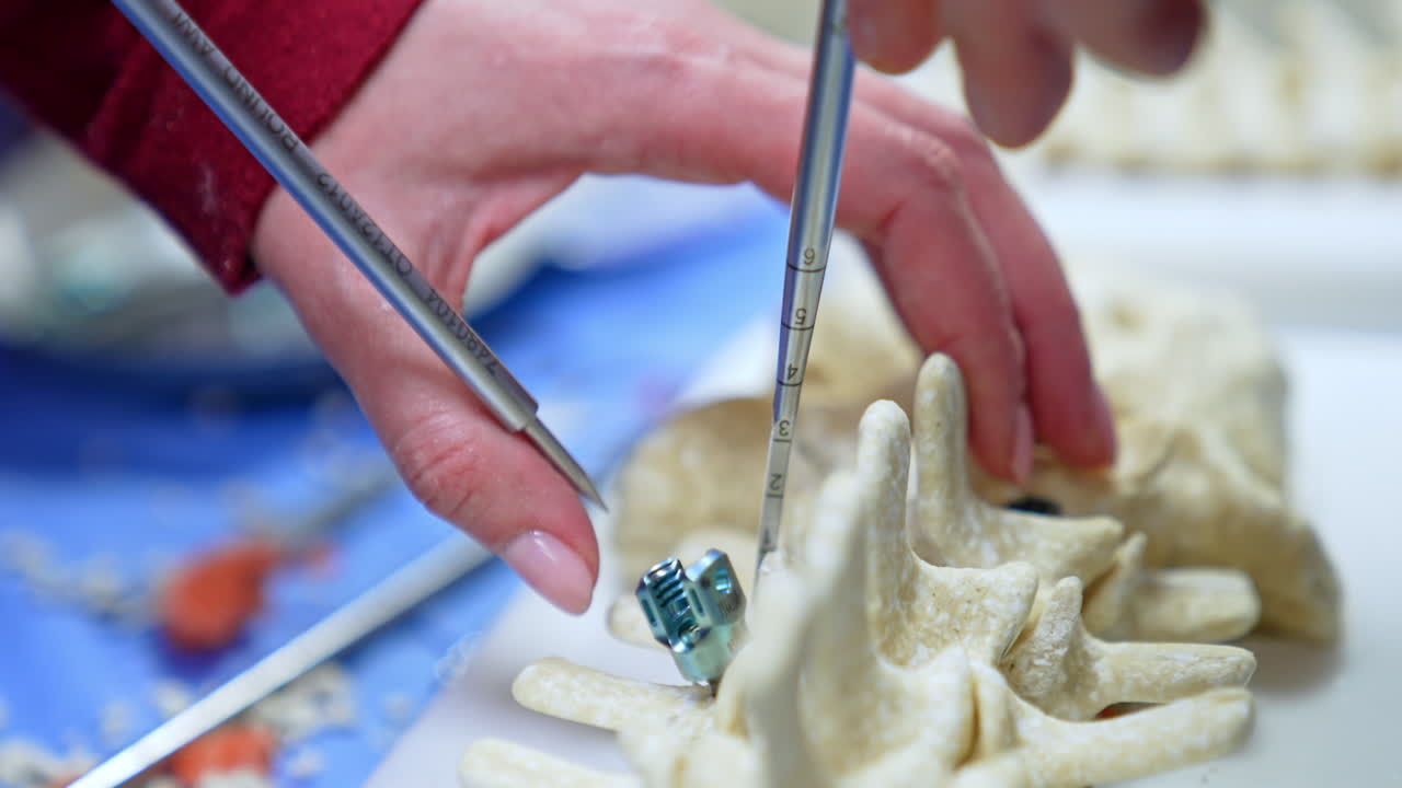 Female hand supporting the mock-up of spine and applying metal tool on it. Studying and practicing neurosurgery. Close up.
