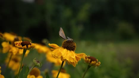 Mariposa-Y-Abeja-Sentadas-En-Una-Flor-Amarilla-Y-Luego-Volando-En-Cámara-Lenta