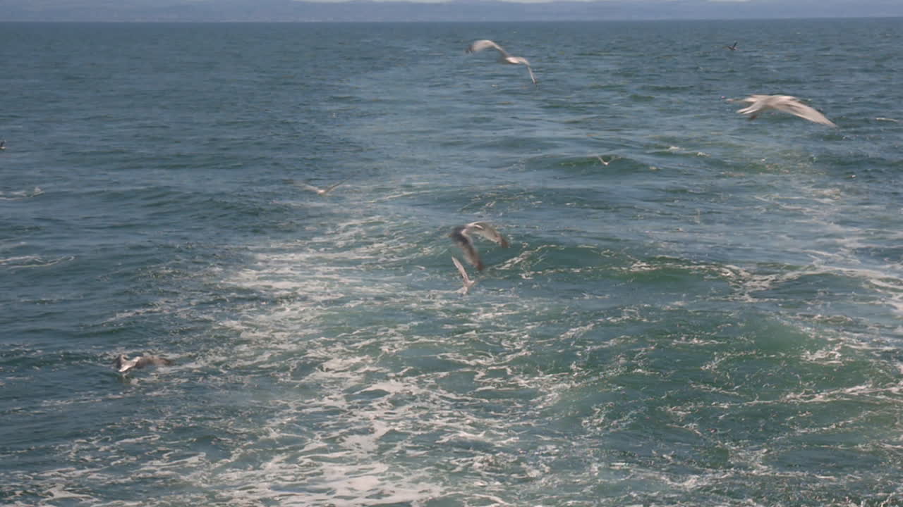 Seagulls flying over the sea