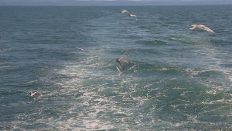 Gaviotas-Volando-Sobre-El-Mar