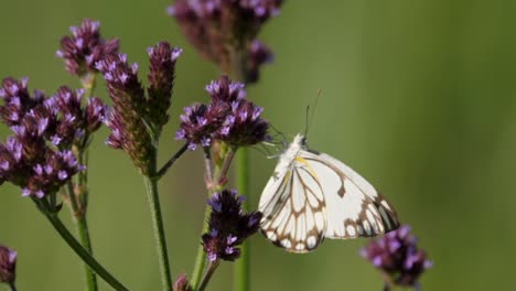 Hohe-Verbena-Mit-Kapernweißem-Schmetterling,-Der-Nektar-Saugt,-Selektiver-Fokus