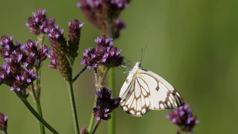 verbena alta con alcaparra mariposa blanca chupando néctar, enfoque selectivo