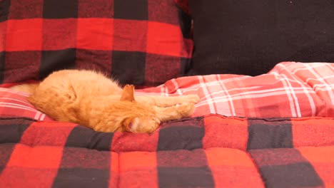 orange tabby cat sleeping on a red and black plaid blanket