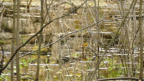 黃<unk> (setophaga petechia) 雄性,在淹水地區跳在地上乾燥的樹枝上