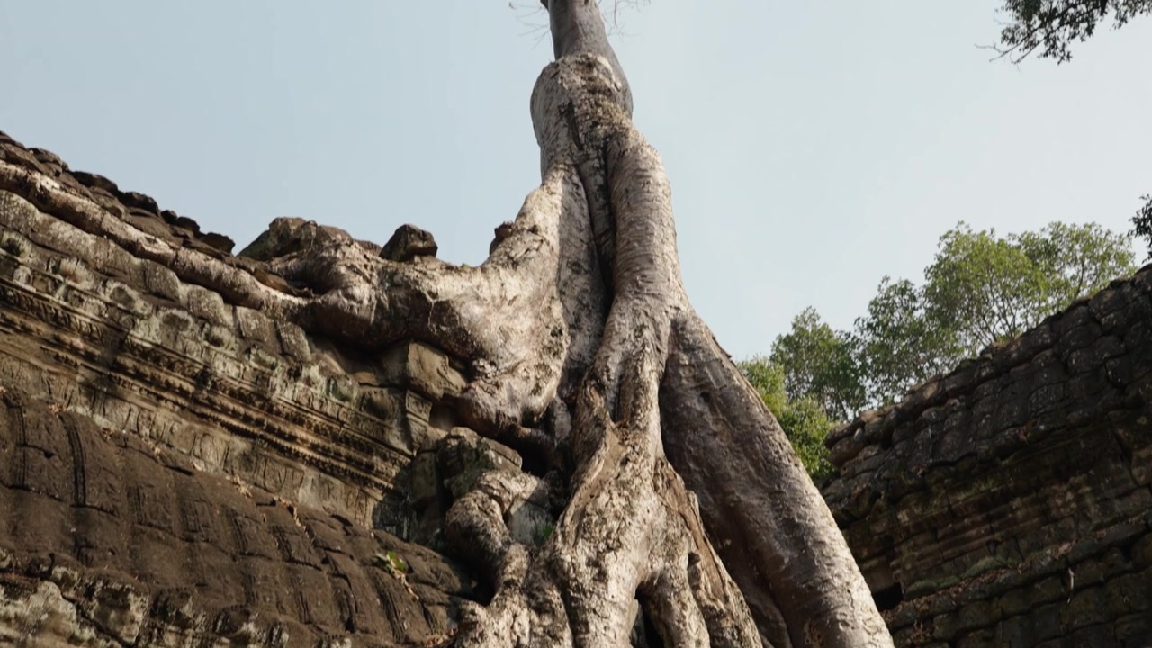 Enorme jungleboomwortels die zich verspreiden over de oude stenen muren van Ta Prohm.