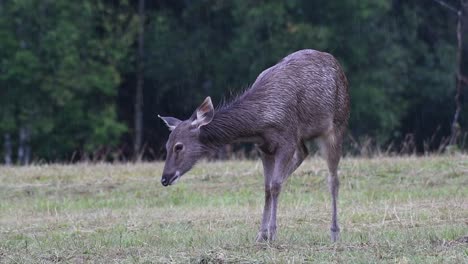 El-Ciervo-Sambar-Es-Una-Especie-Vulnerable-Debido-A-La-Pérdida-De-Hábitat-Y-La-Caza