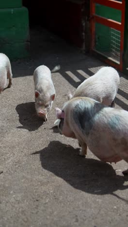 small pigs in a pen