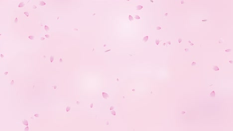 lluvia de flores de cerezo en un fondo de gradiente rosa (bucle sin costuras)