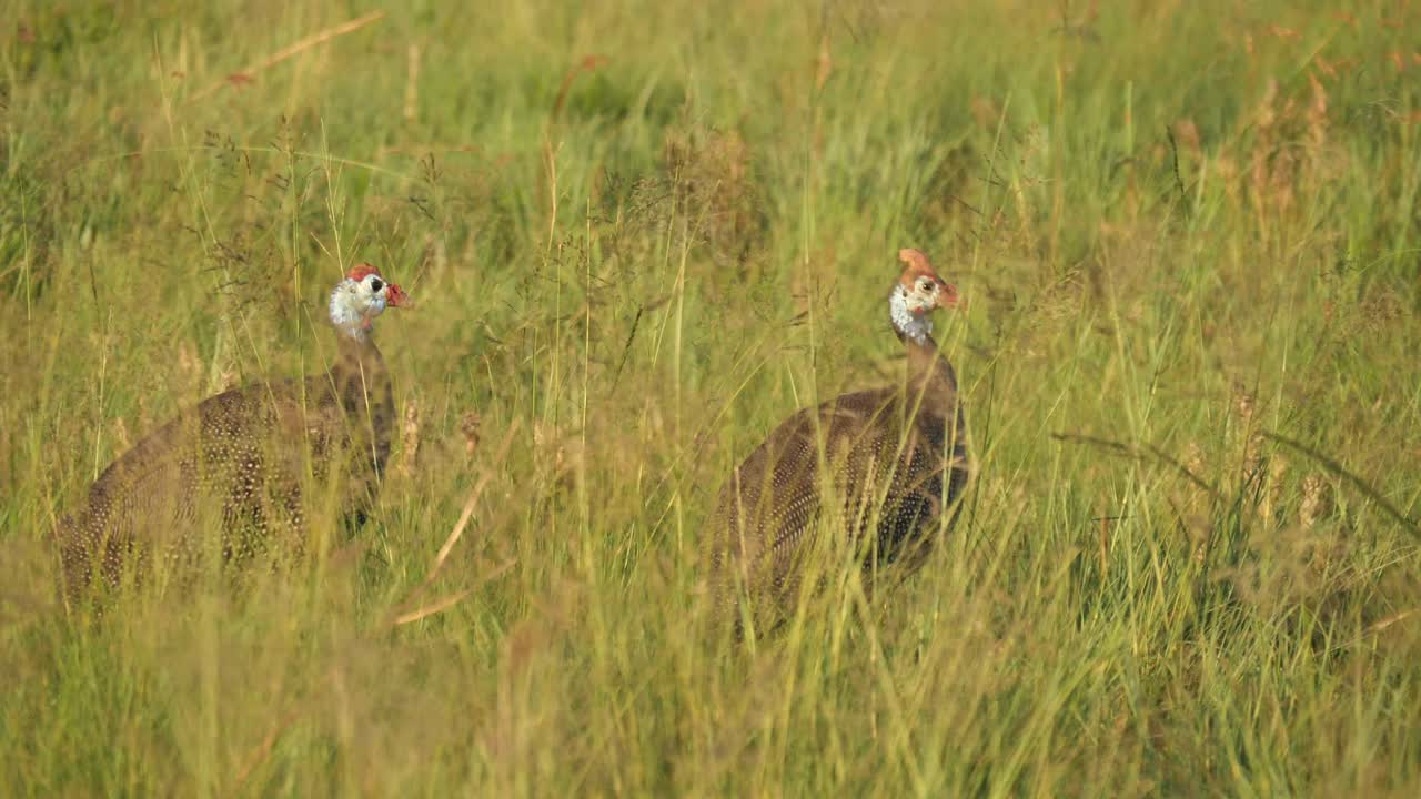 키가 큰 흔들리는 잔디에서 씨앗을 쪼아먹는 두 개의 헬멧을 쓴 뿔닭 밥 머리