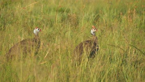 two helmeted guineafowl bob heads to peck seeds off tall swaying grass