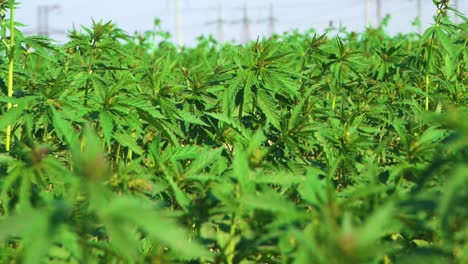 plantas de cáñamo o cannabis que crecen a escala comercial