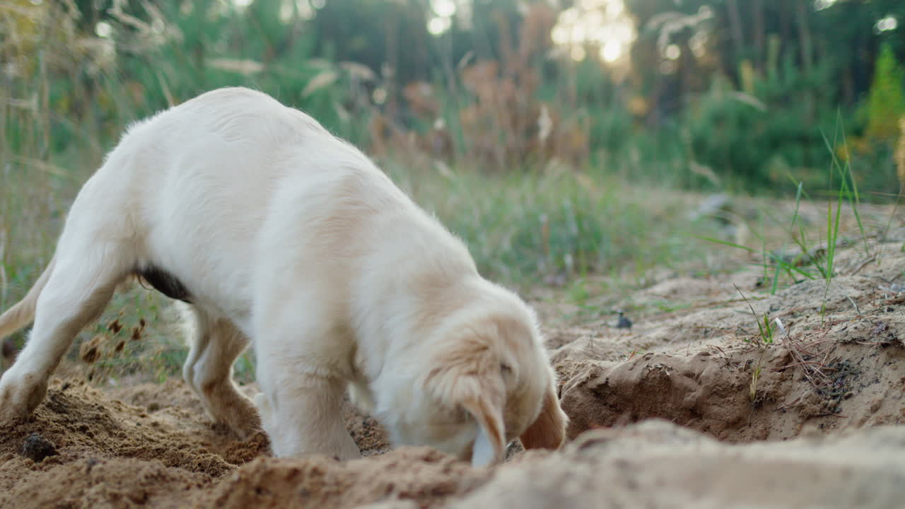 Un cucciolo esploratore scava una buca nella sabbia, una passeggiata divertente con un cane in una pineta