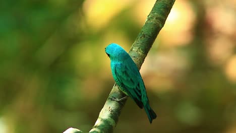 swallow tanager bird, close-up, tersina viridis, perching in tree, swallow, tanager, neotropic birds, family thraupidae, cinematic, bokeh, close shot, bird, colorful, vivid, telelens