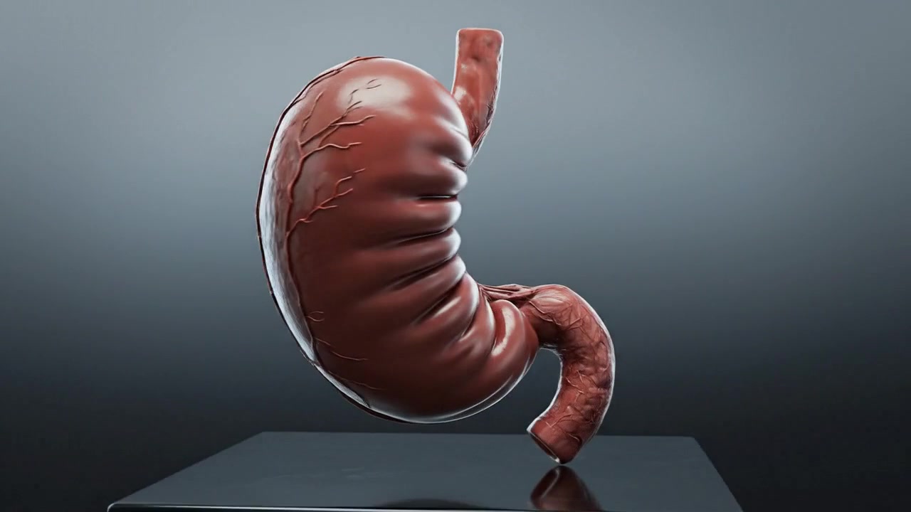 Medical anatomy visualization showing human organs and body systems