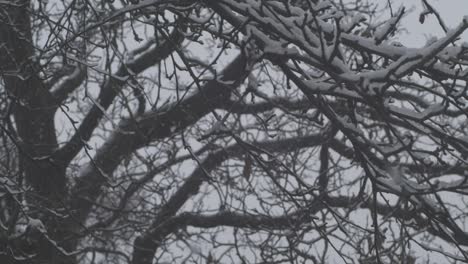 slow motion: pan shot of snow falling on tree branches already covered in snow and ice