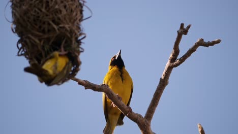 yellow weaver bird sits on a branch under a nest looks around and flies away