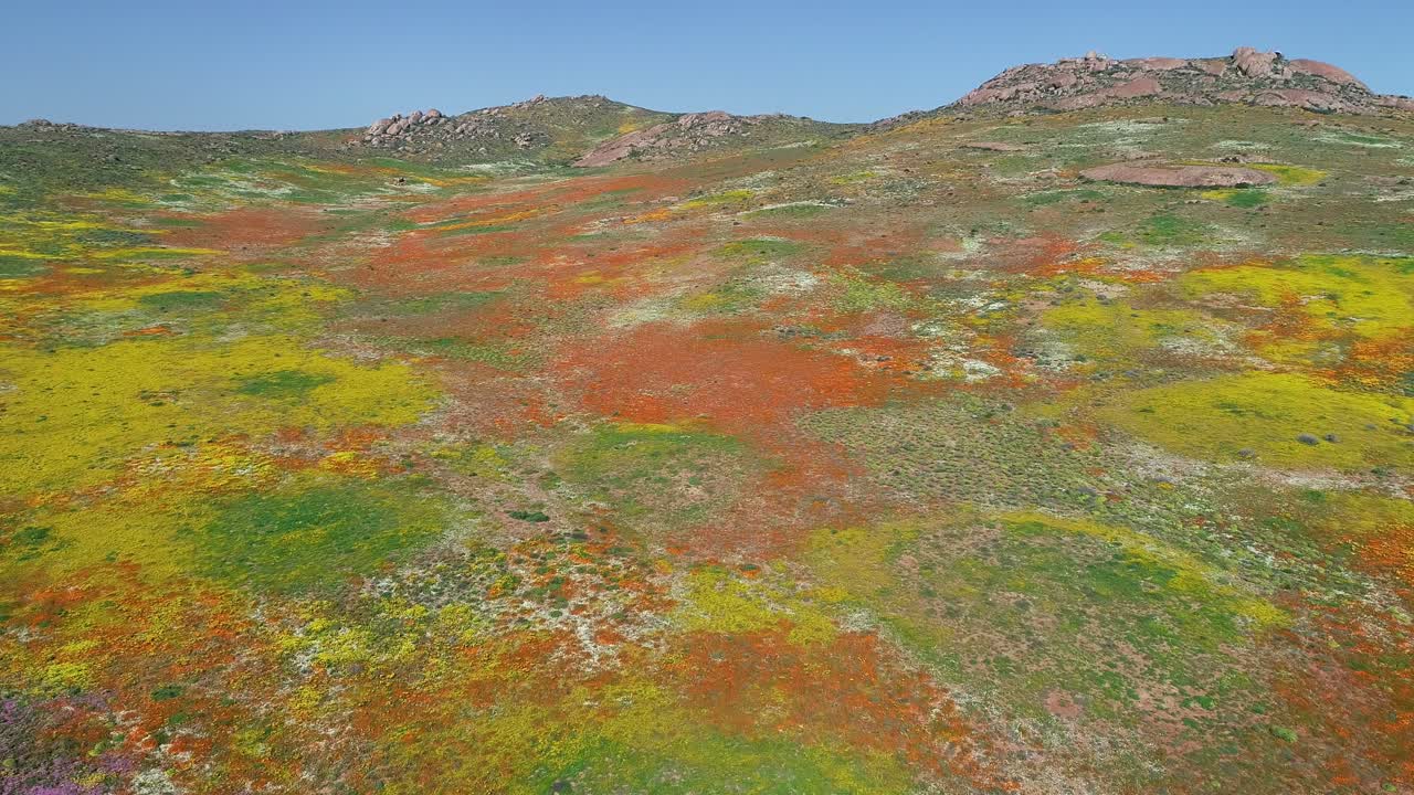 남아프리카 공화국 북부 케이프 주 나마 ⁇ 랜드 의 화려 한 화려 한 일 년 야생 꽃 의 공중 사진