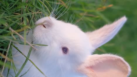 white rabbit eating grass