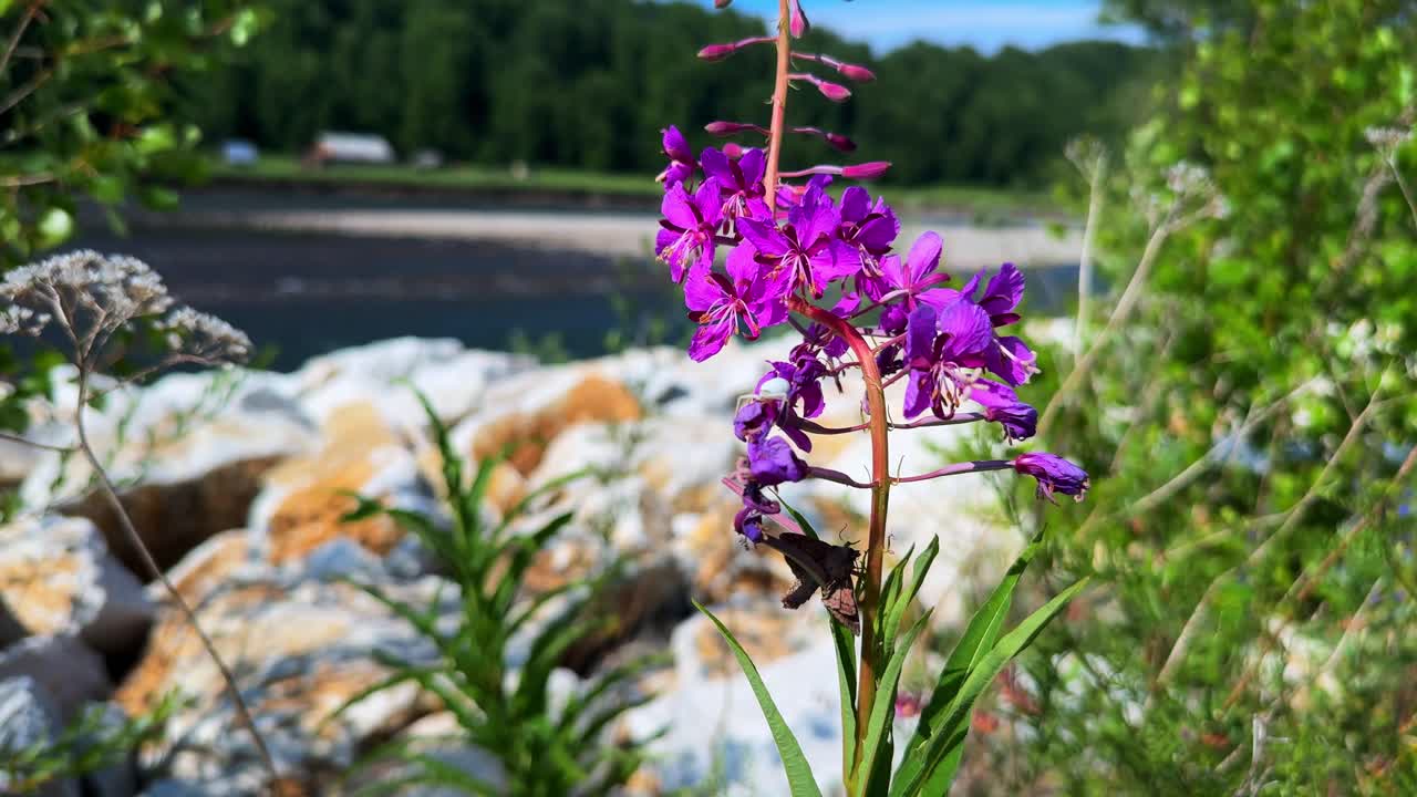 Vibrant Purple Wildflower Blooming Amidst Rocks with Natural Landscape Background – A Close-Up of Nature’s Beauty in Sunlit Serenity