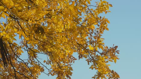 close view of an autumnal tree