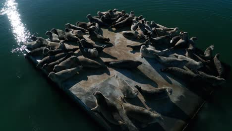 Focas-Tomando-El-Sol-En-La-Bahía-Sobre-Una-Losa-De-Hormigón