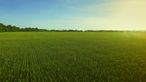 landscape green wheat field on background blue sky. field aerial