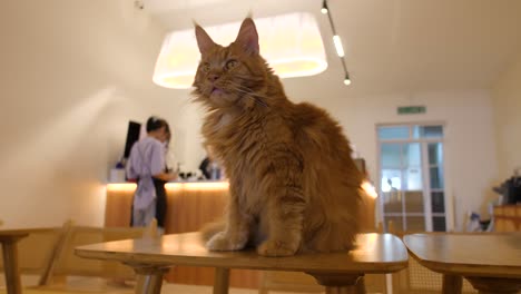a furry orange hair cat sitting at cat munchkin the gang cat cafe of malaysia