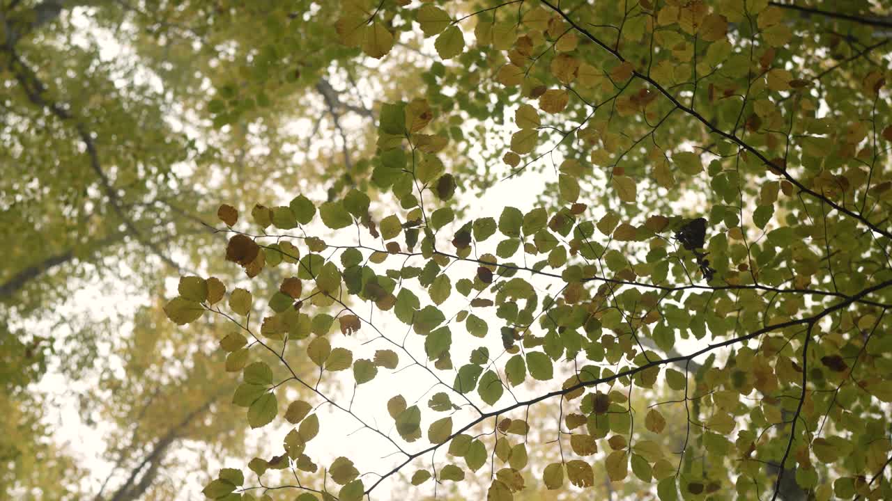 Drone glides over autumn forest with colorful leaves and peaceful atmosphere.